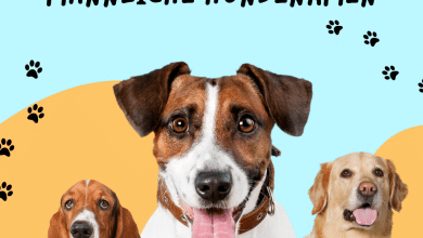 50 Beliebte Männliche Hundenamen und Ihre Bedeutungen