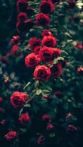 Beautiful Garden Red Roses Flowers iPhone 6 Wallpaper