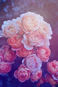 Beautiful Pink Roses iPhone Wallpaper