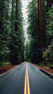 Green Forest Road Tall Trees iPhone 5 Wallpaper